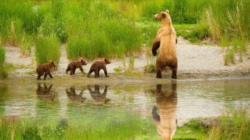 リアルな写真から Painting - 春の川の近くのクマの家族 写真からアートへの絵画